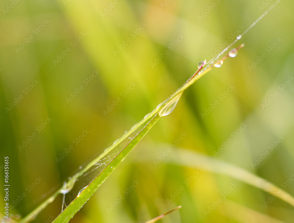 Drops of morning dew on the fresh leaves of grass. Nature background/Rain drops on grass blade Drops of morning dew on the fresh leaves of grass. Nature background/Rain drops on grass blade