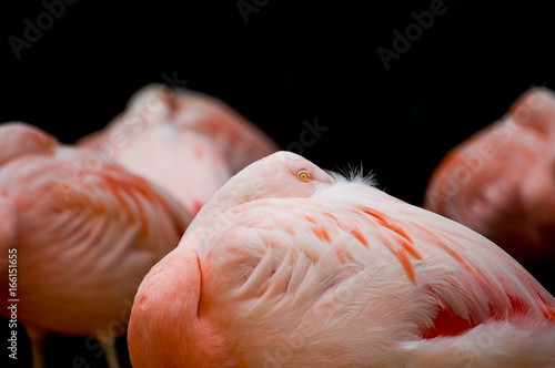 Peek-A-Boo Flamingo