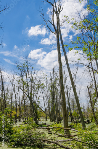 Tall tree in the swamp