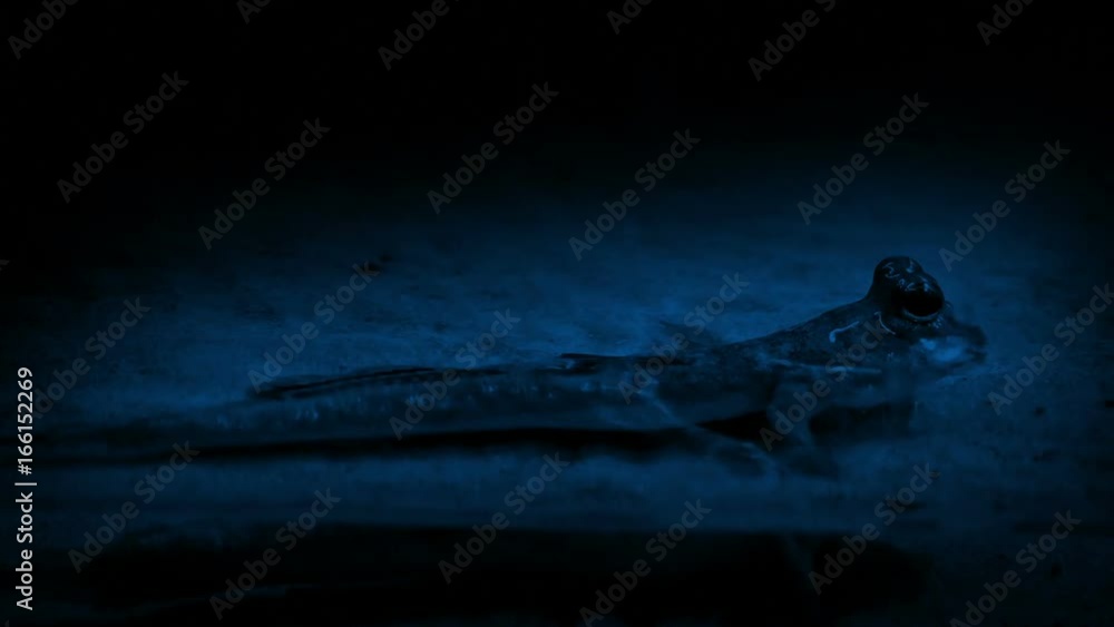 Tiny Prehistoric Creature In Swamp At Night Tiny Prehistoric Creature In Swamp At Night