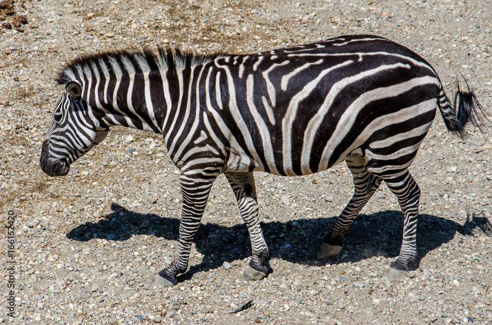 Fototapeta premium Zebra walking on the sand
