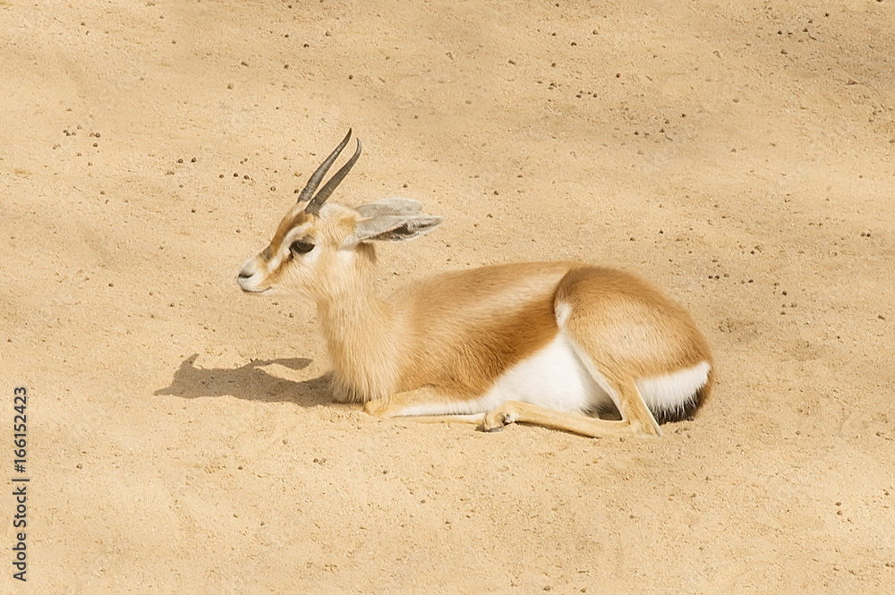 Beautiful gazelles lying on the sand Beautiful gazelles lying on the sand