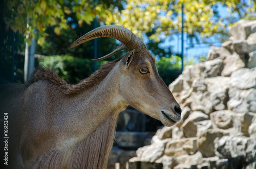 Fototapeta Naklejka Na Ścianę i Meble -  Beautyfull goat portrait