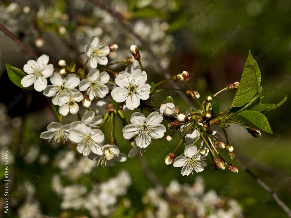 Obraz premium Cherry flowering