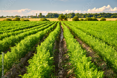Carrot fields.
