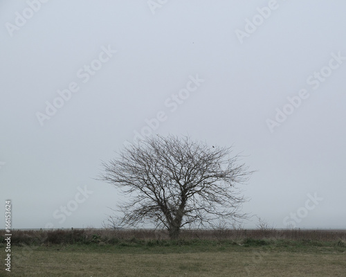 tree
