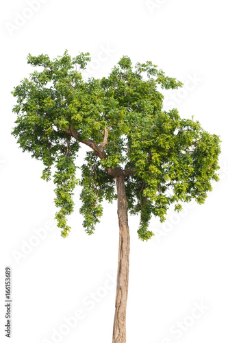 Tree Isolated on white background  Object element for design. Clipping path