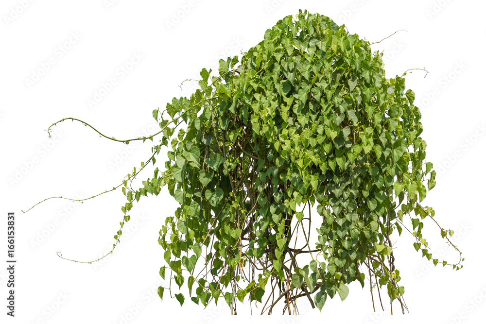 Plants ivy,  Climbing wild hanging branches of jungle vines isolated on white background, clipping path. - obrazy, fototapety, plakaty 