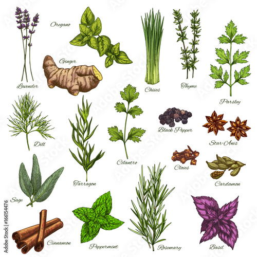 Vector isolated icons of natural spices and herbs