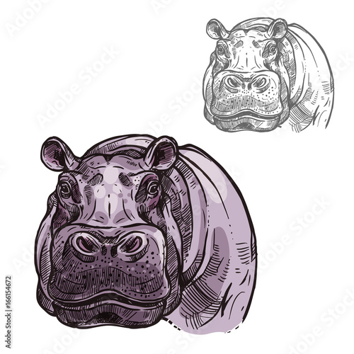 Hippopotamus hippo wild animal vector sketch icon