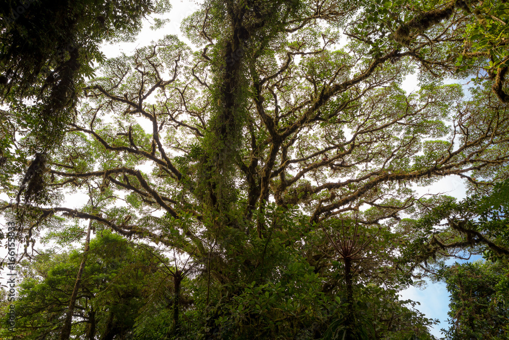 Fototapeta premium Tree foliage in rainforest