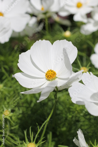 Cosmos photo