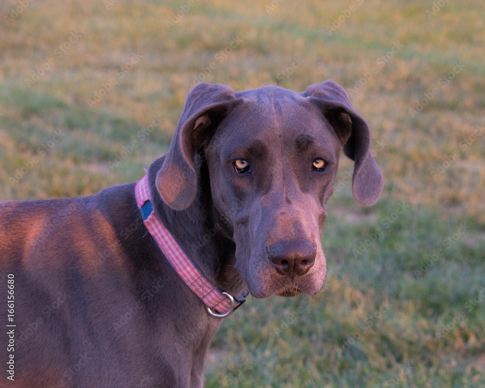 Serious looking young female grey Great Dane