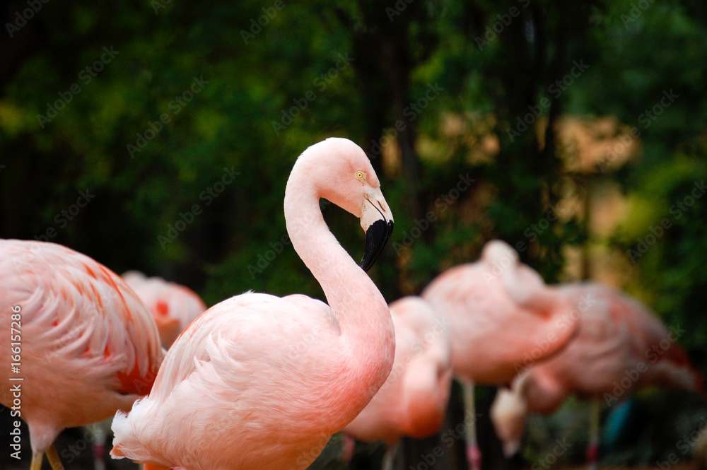 Pink Flamingo Group