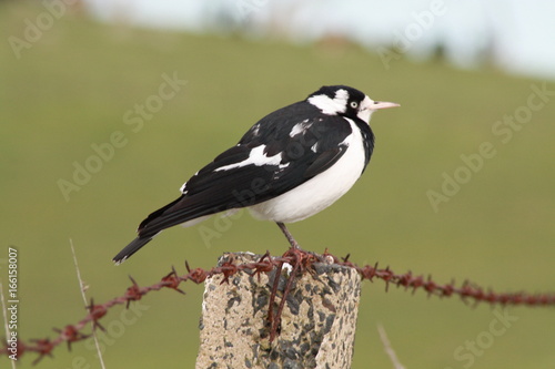 Black and White Bird sitting on barbwire