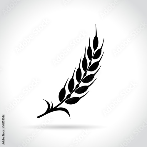 wheat icon on white background
