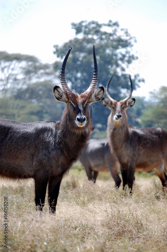 beauty in Kenya