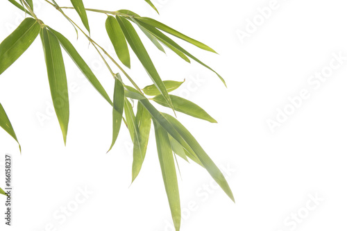 Fresh bamboo leaves on white background