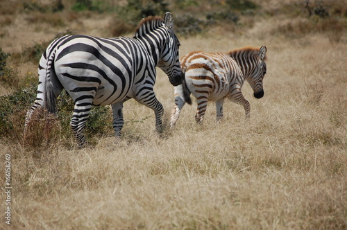 a baby zebra in Kenya  Africa