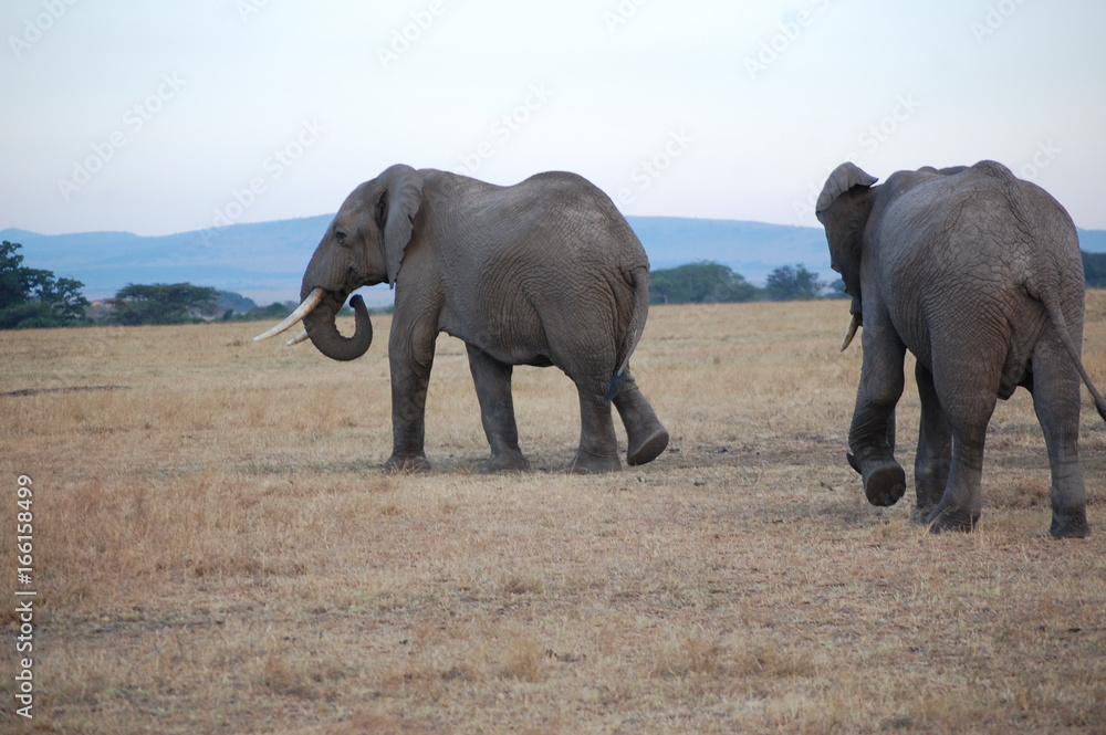 Fototapeta premium 2 elephants walking in Kenya