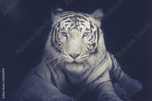 blekitne-oczy-bialego-tygrysa
