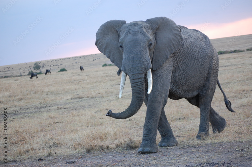 Fototapeta premium an up close portrait of an elephant in Kenya
