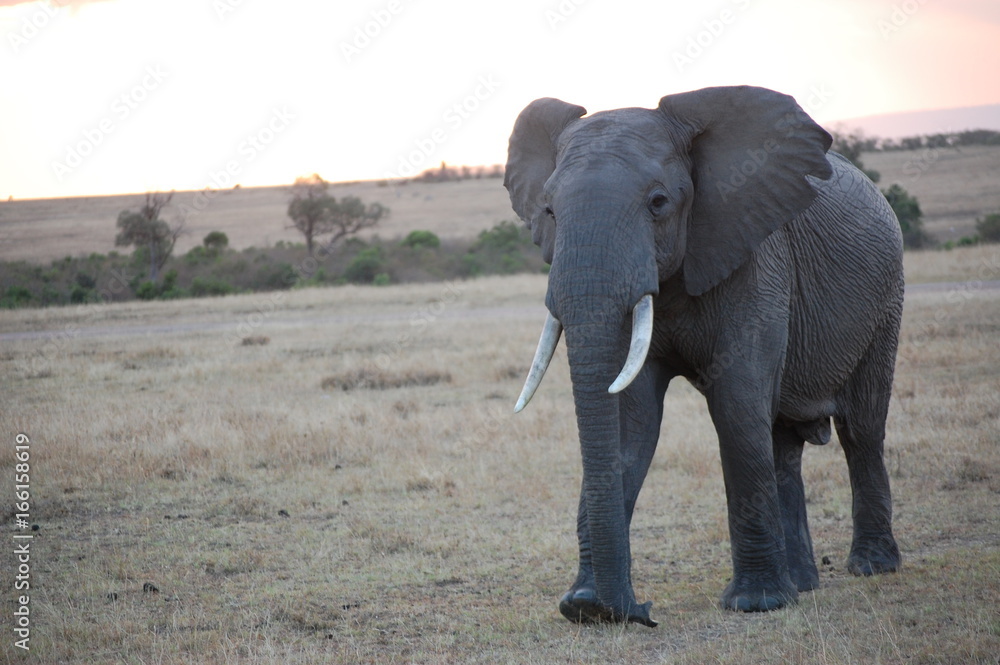 Fototapeta premium an up close look at an elephant in Kenya