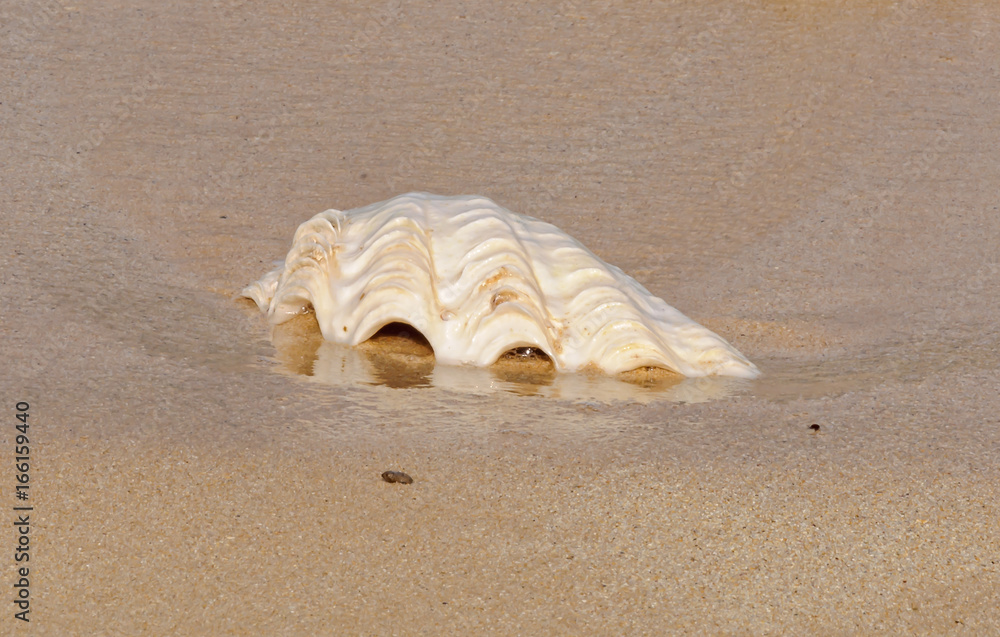 An empty open sea shell in the sand - Espiritu Santo, Vanuatu An empty open sea shell in the sand - Espiritu Santo, Vanuatu