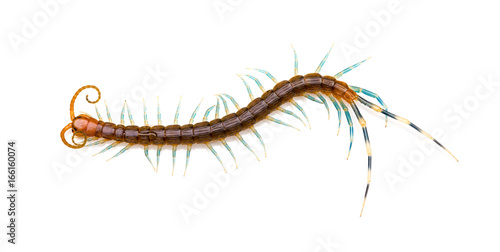 top view Centipede on a white background