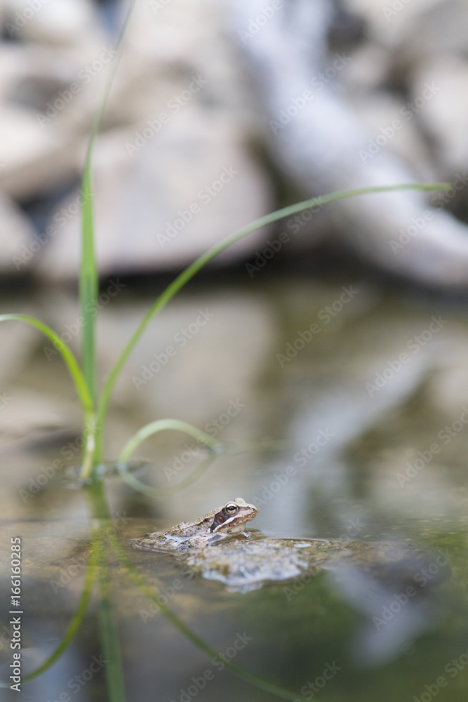 Frog in the water Frog in the water