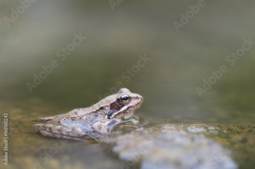 Frog in the water