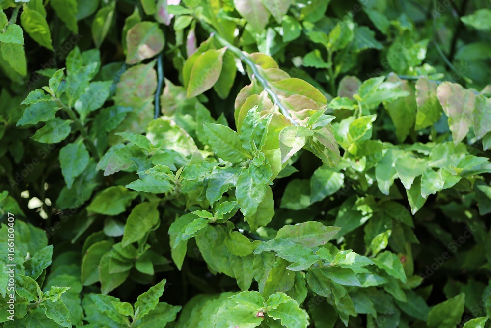 custom made wallpaper toronto digitalGreen tree leaves closeup green blur background