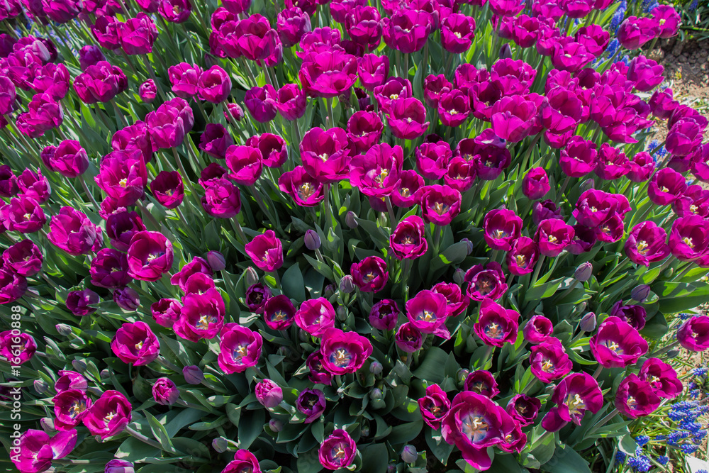 Fototapeta premium Colorful tulip flowers as a background in the garden