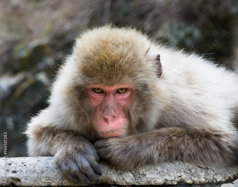 Old man snow monkey or Japanese macaque on a rock slab staring at the camera. Old man snow monkey or Japanese macaque on a rock slab staring at the camera.