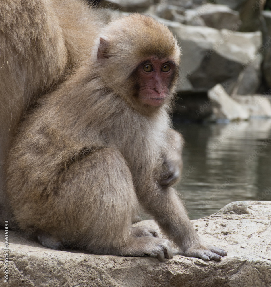 Seated baby snow monkey or Japanese macaque sitting next to its mom on a rock slab at the edge of a hot spring pool in Japan. Seated baby snow monkey or Japanese macaque sitting next to its mom on a rock slab at the edge of a hot spring pool in Japan.