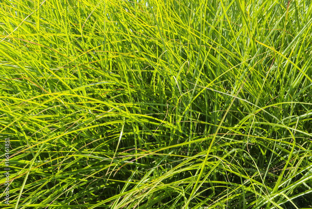Bright Green Grass Texture Background Bright Green Grass Texture Background