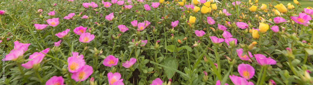 Pink and yellow flowers in the garden 