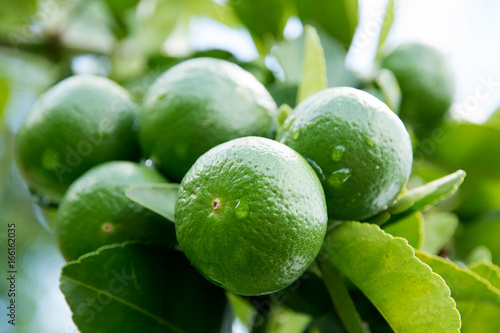 Wallpaper Mural Green lime hanging on a tree Torontodigital.ca