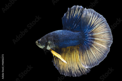 Thai Fighters Fish Long tail, white, blue, Yellow Swimming looks daunting and aggressive. On black isolated background