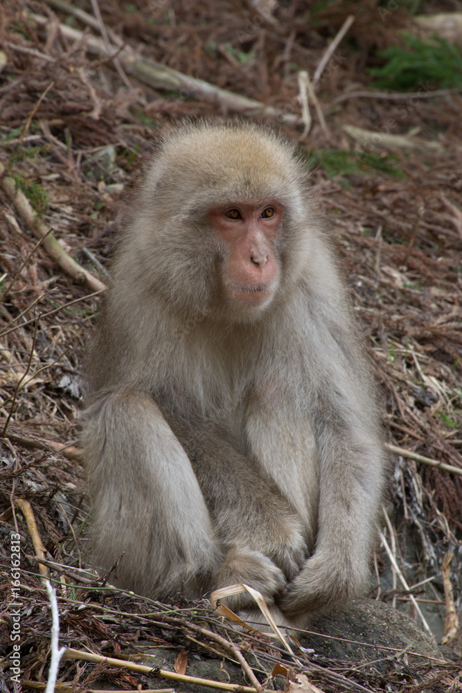 Small snow monkey or Japanese macaque seated in dried branches and vines on a hillside.