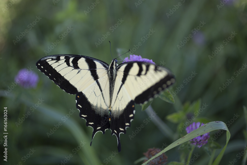 Obraz premium Butterfly on wildflower in field on Indiana farm