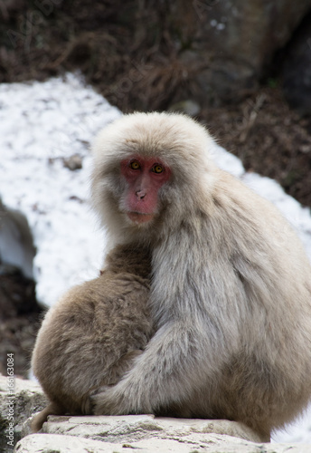 Snow Monkey Mother and Baby cuddling on a rock ledge. Snow is behind these Japanese macaques. © tloventures