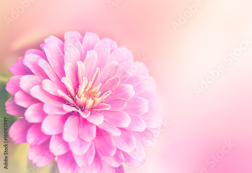 Closeup beautiful pink flower macro abstract.