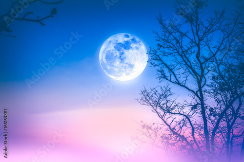Landscape of colorful sky, foggy is swinging between dry tree and moon.