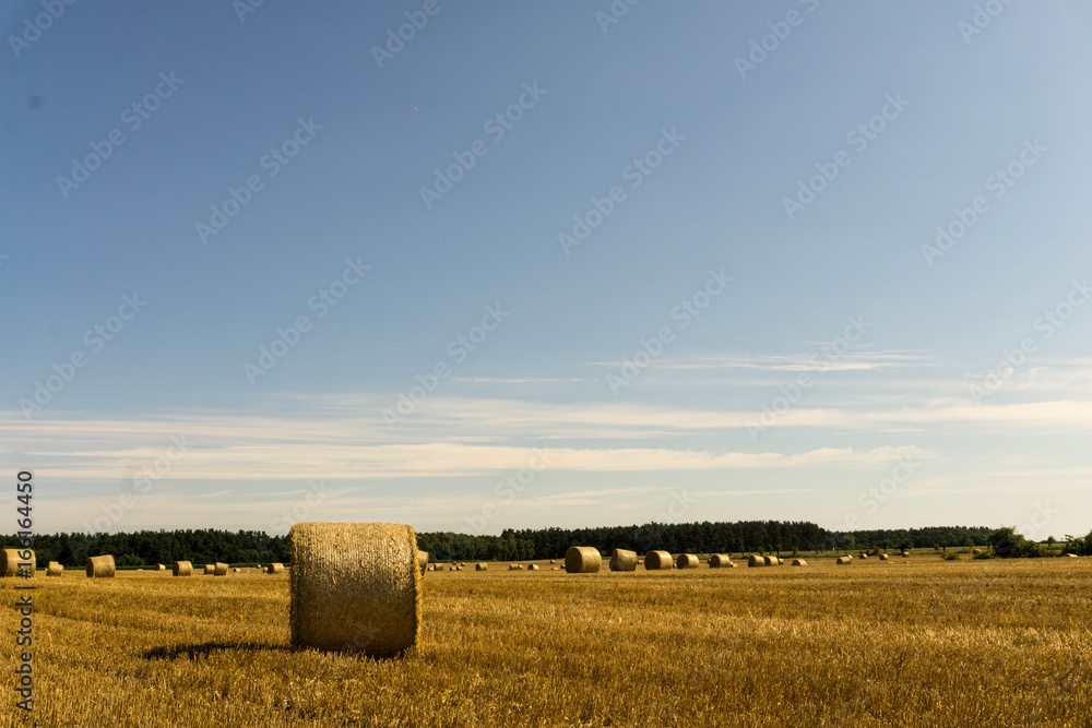 A crop field after harvest in sunshine