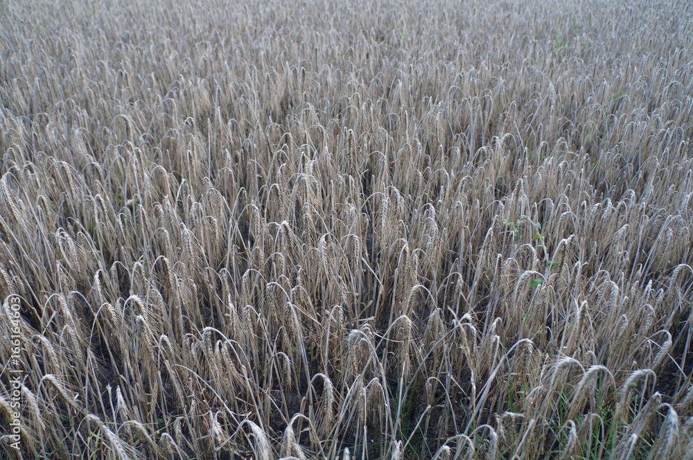 Feld Feld