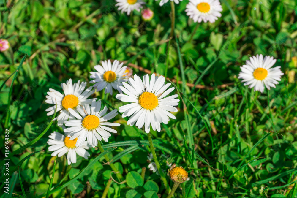 Daisies on green lawn at sunshine