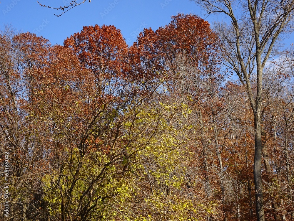 vibrant fall colors in the woods vibrant fall colors in the woods