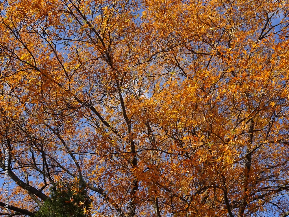 vibrant fall colors in the woods