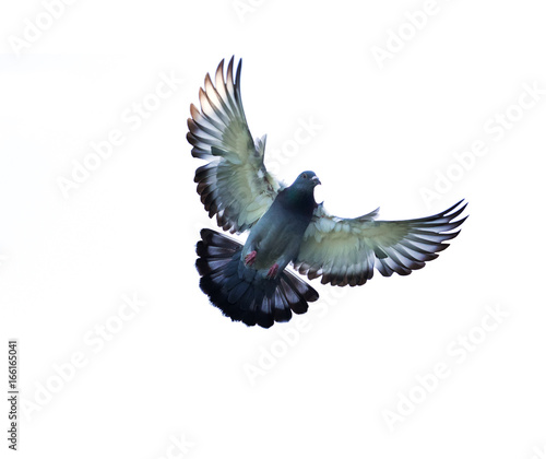 full body of homing pigeon bird hovering isolated white background